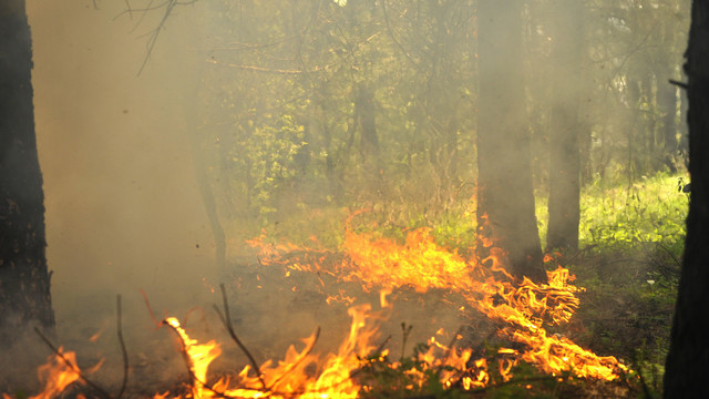 Trumpos žinios:sekmadienį Nidoje, netoli švyturio, degė miškas.