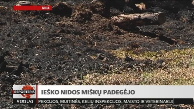 Policija ieško Nidos miškų padegėjo