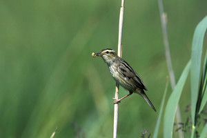 Ragina išgelbėti nykstantį paukštį