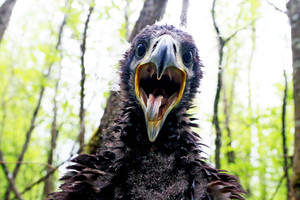 Lietuvą visame pasaulyje garsins 100 sparnuotų ambasadorių