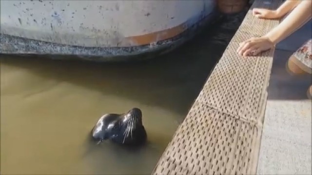 Šiurpu: nufilmavo, kaip jūrų liūtas nutempė mergaitę į vandenį
