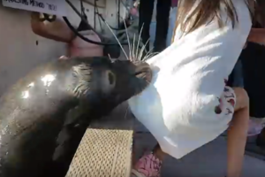 Per plauką nuo tragedijos: už sėdmenų griebęs plėšrūnas nusitempė auką į vandenį