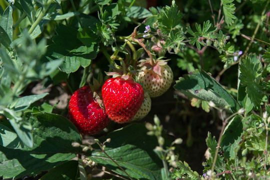 Dar nevėlu susizgribti ir kai ką atlikti, kad turėtumėte gerą braškių derlių