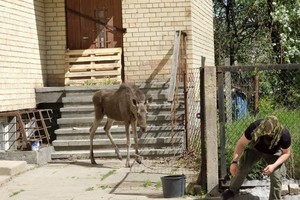 Panevėžyje – paklydusio briedžio akibrokštas į darbą ėjusiems žmonėms