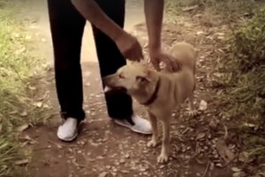 Kažką užuodęs šuo puolė rausti žemę. Radinys šokiravo visus