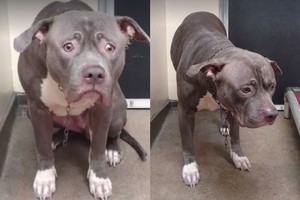 Liūdniausio pasaulyje šuns reakcija sužinojus, kad jis vėl reikalingas