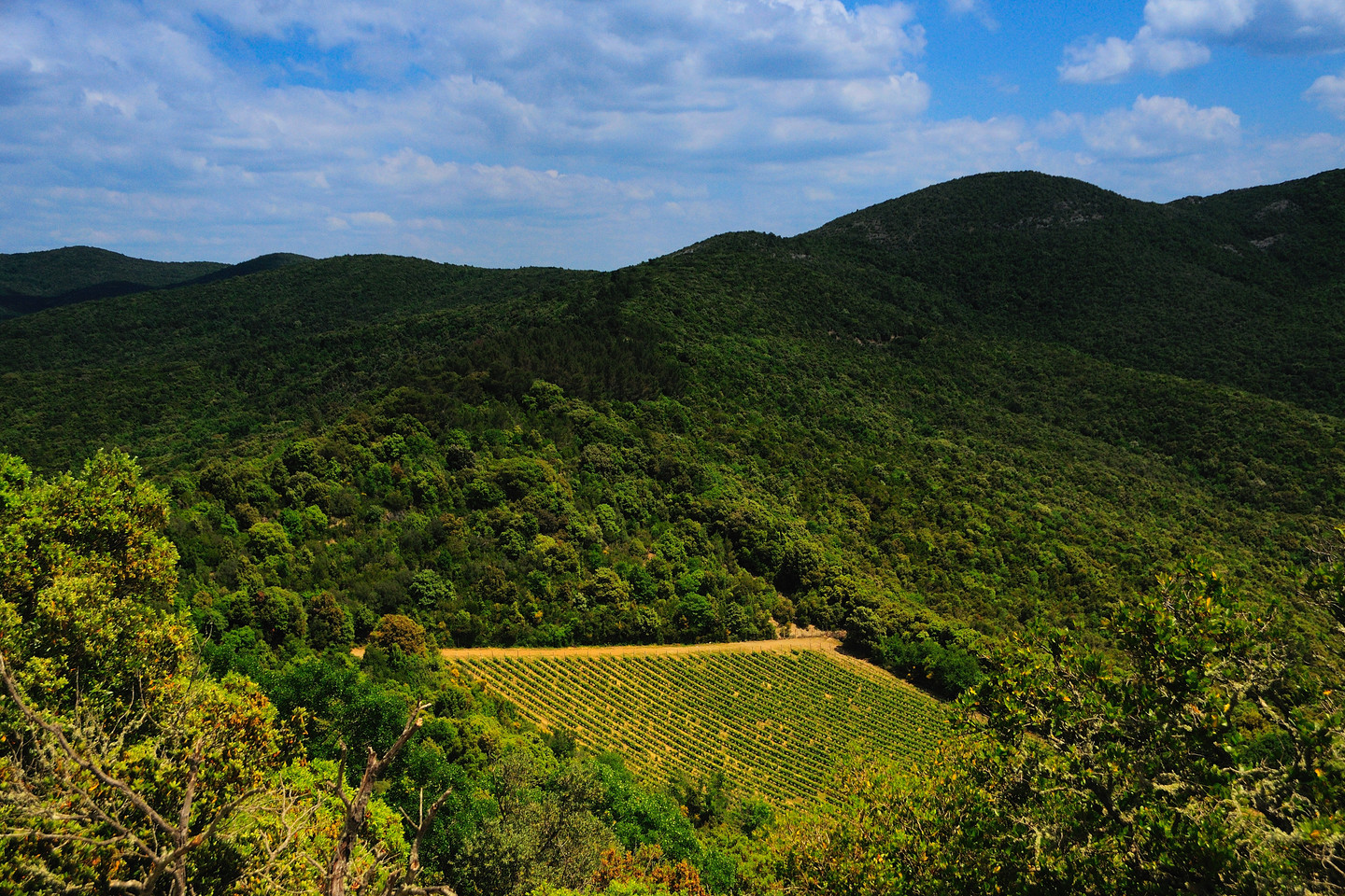 „Sassicaia“ vyno laukai.