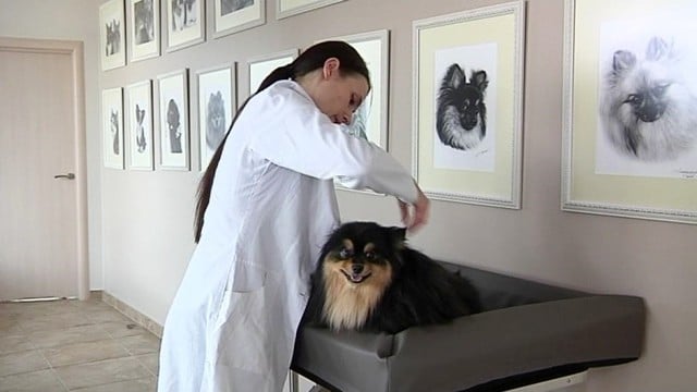 Šeimininkai šunims negaili šampūno su ikrais ir implantų už tūkstantį eurų