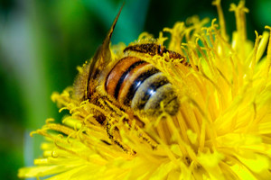 Būtina žinoti: pirmas dalykas, kurį turite padaryti ištikus anafilaksiniam šokui