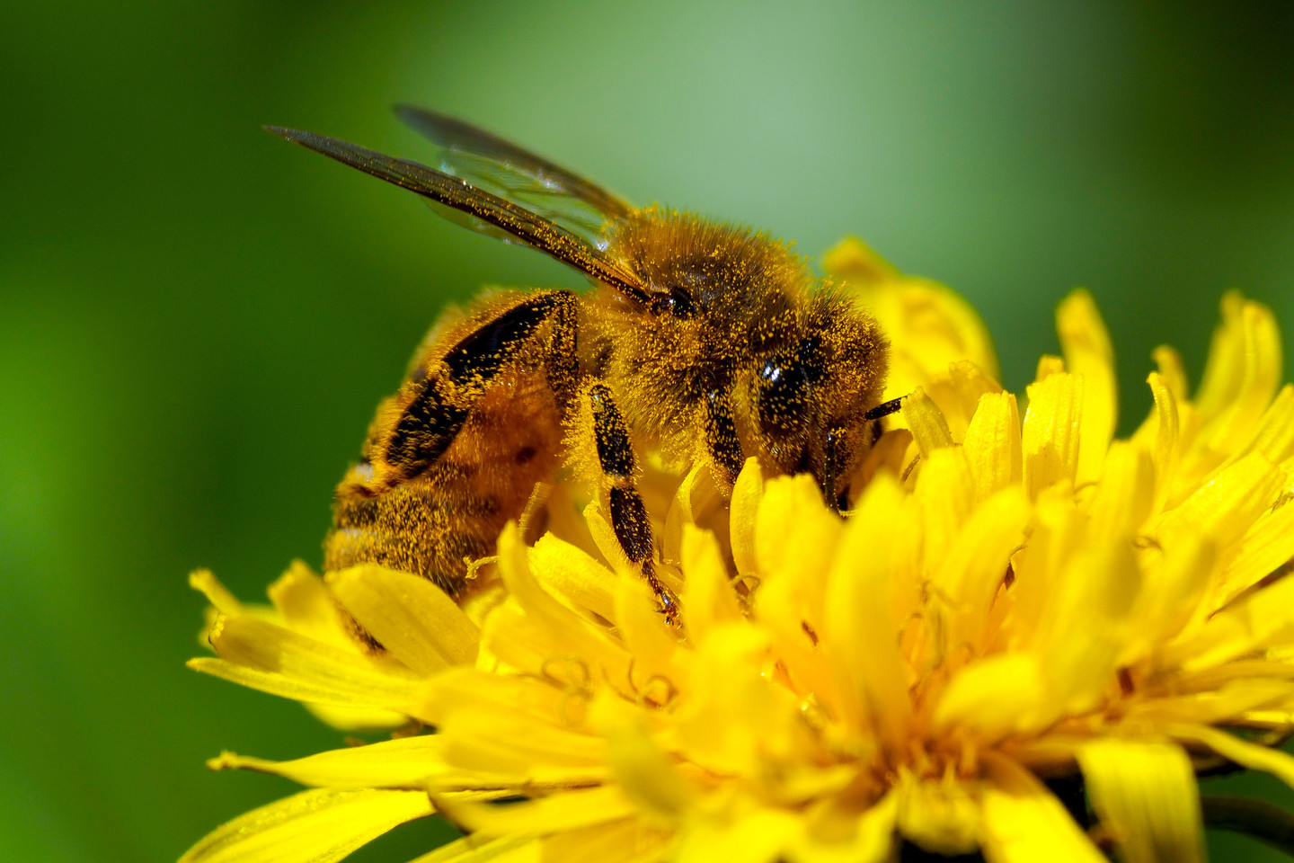 Bitės, širšės – pavojingiausi geliantys vabzdžiai.<br>V. Ščiavinsko nuotr.