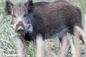 Austrijos sostinėje šernas užpuolė vaikus