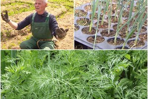 Kasmet aplinkinius derliumi stebinantis marijampolietis  atskleidė porą savo  gudrybių