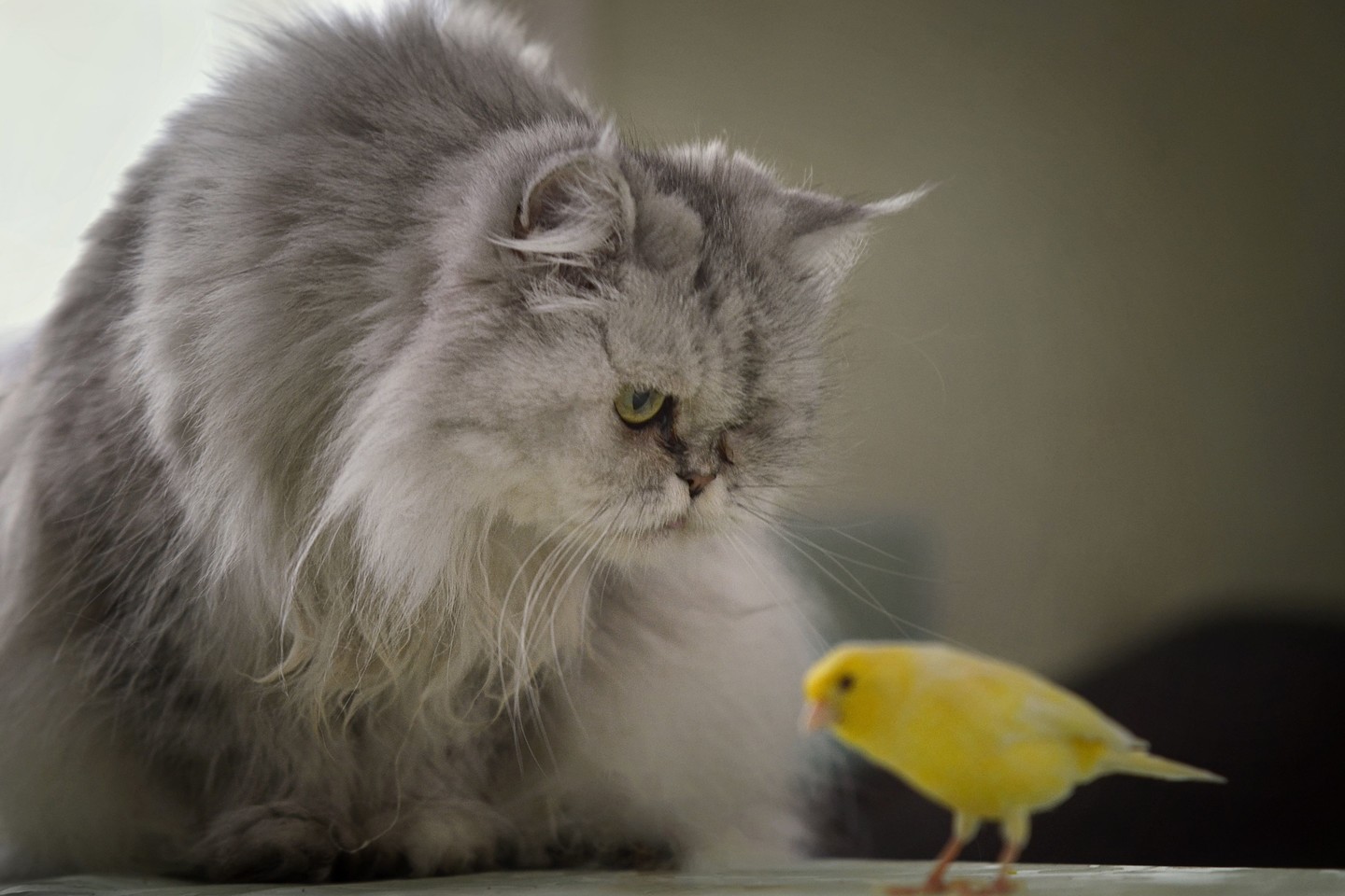  Neįprasta katės ir kanarėlės draugystė.<br> ViDA Press nuotr.