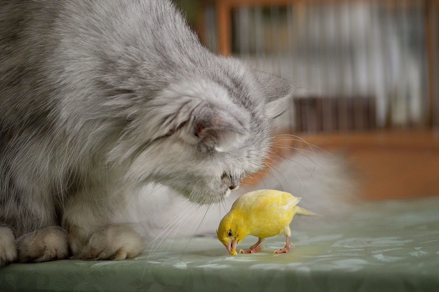  Neįprasta katės ir kanarėlės draugystė.<br> ViDA Press nuotr.