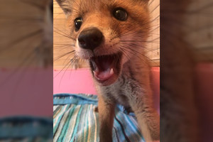 Moteris pažvelgė po savo sofa. Šito rasti ji tikrai nesitikėjo