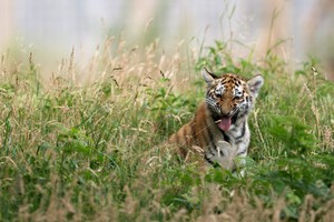 Anglijoje tigras sudraskė zoologijos sodo prižiūrėtoją