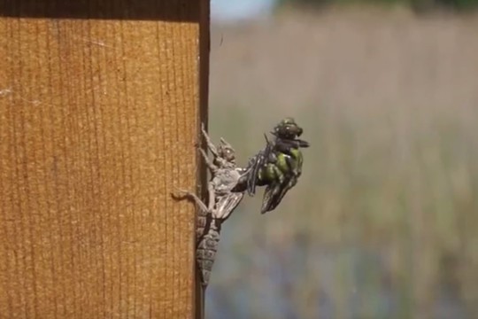 Gamtos stebuklas iš arti: nufilmavo laumžirgio metamorfozę