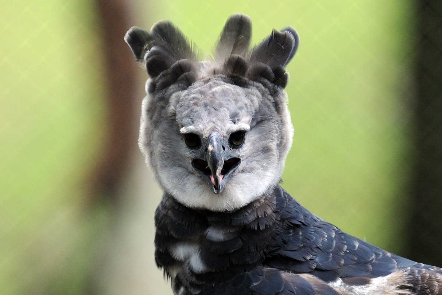  Harpija yra vienas didžiausių ir galingiausių paukščių Amerikos žemynuose.<br> AFP/Scanpix nuotr.