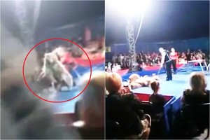 Įsiutusios meškos išpuolis cirke: žmonės bėgo ir klykė iš siaubo