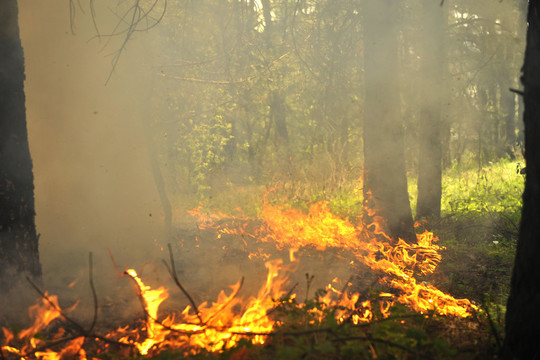 Sugautas miškų padegėjas Klaipėdoje ir Neringoje: „Tai man teikia malonumą“