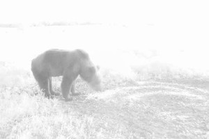 Kaišiadorių rajone užfiksuotas rudasis lokys