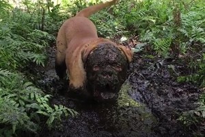 Purve įklimpęs šuniukas savo poelgiu prajuokins iki ašarų