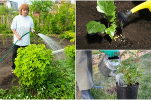 10 auksinių daržininkų patarimų, kaip kuo ilgiau išsaugoti drėgmę dirvožemyje