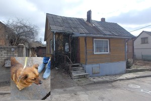 Šeimininko nužudymo liudininku tapęs šuo užkariavo pareigūnių širdis