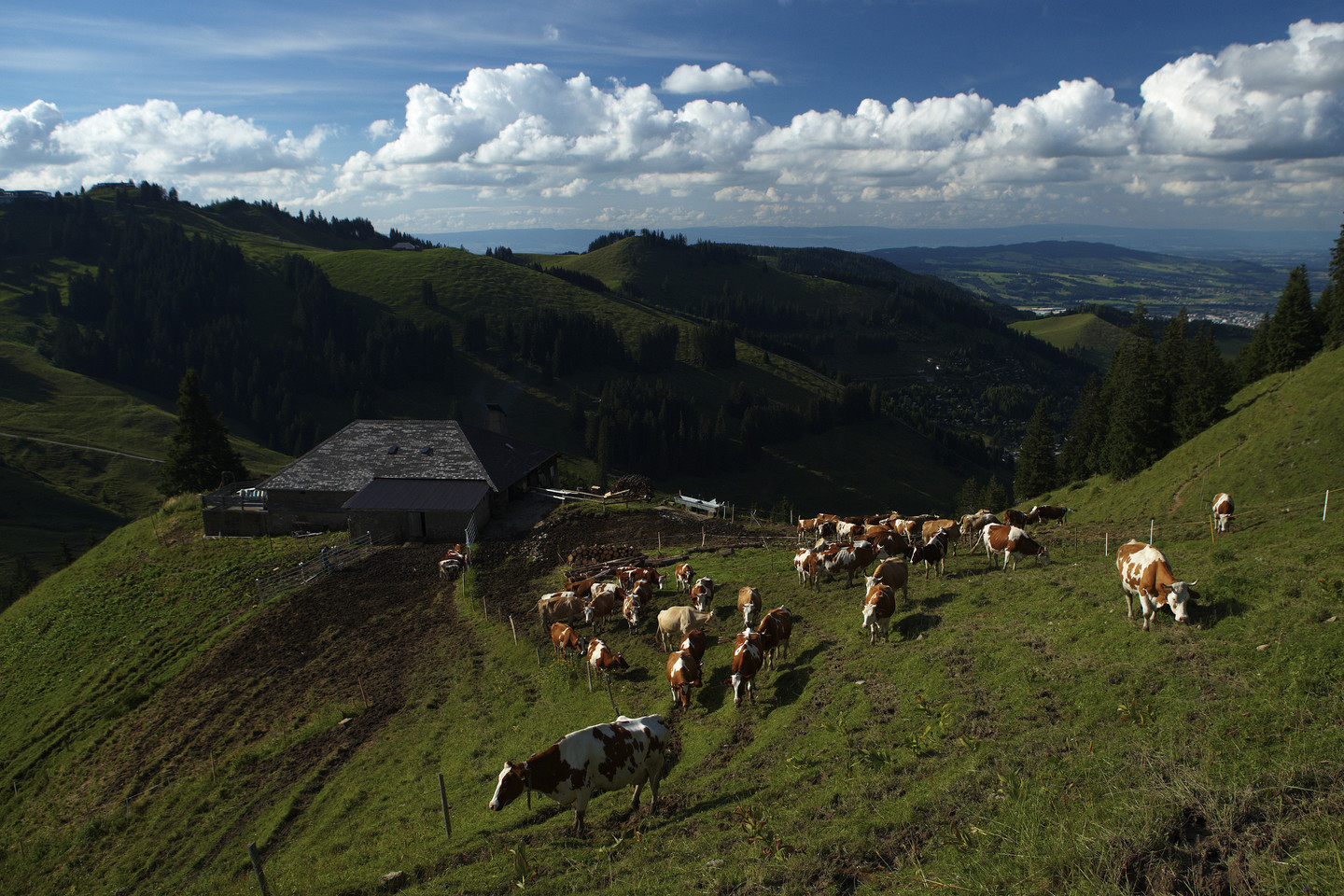  Šveicarijoje 13 karvių nušoko nuo skardžio dėl nežinomų priežasčių.<br> „Reuters“/„Scanpix“ asociatyvioji nuotr.
