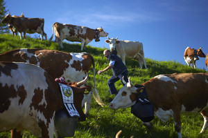 Ūkininkus šiurpina nuo skardžio šokančių karvių paslaptis