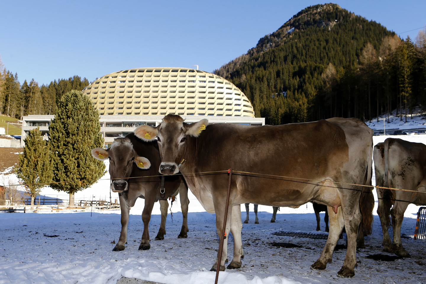  Šveicarijoje 13 karvių nušoko nuo skardžio dėl nežinomų priežasčių.<br> „Reuters“/„Scanpix“ asociatyvioji nuotr.