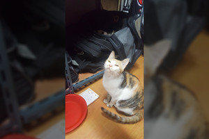 Radinys sportininkų krepšyje – pribloškiantis katės siurprizas