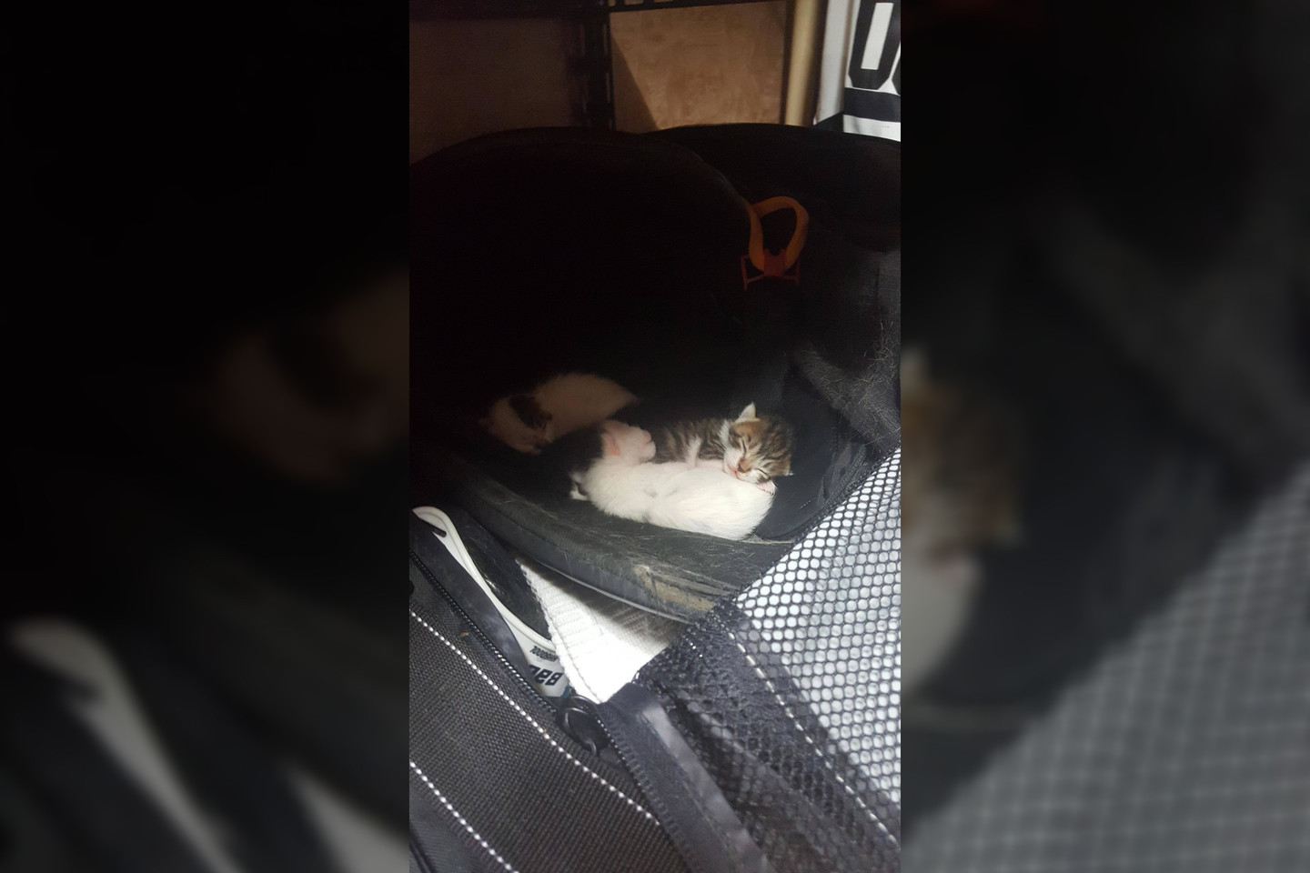 Kelias savaites kačiukai pagyveno su juos prižiūrinčia mama žaidėjo krepšyje, o žaidėjai pasirūpino, kad šeimynėlei nestigtų vandens, maisto ir daug meilės.<br> Imgur.com nuotr.