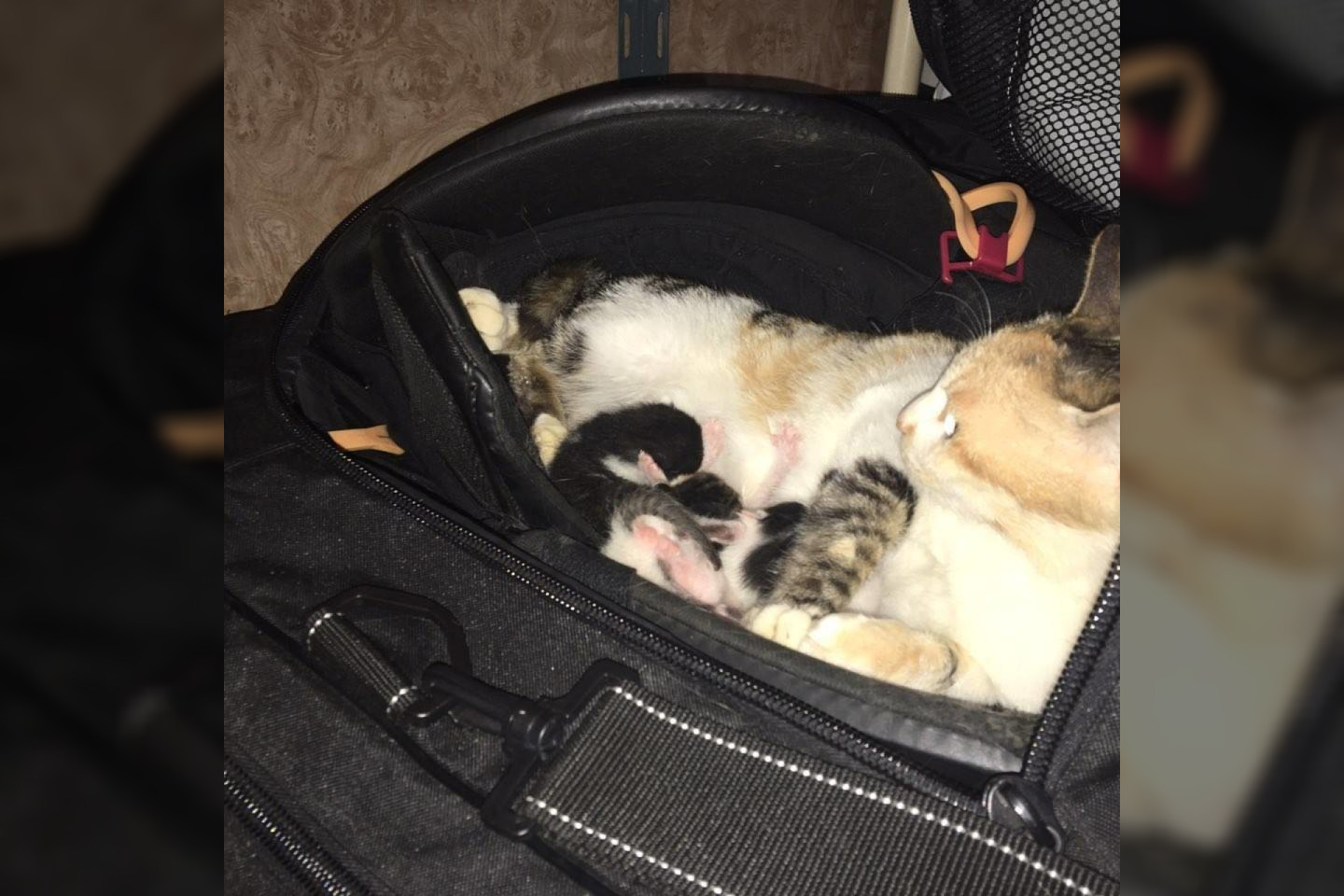 Kelias savaites kačiukai pagyveno su juos prižiūrinčia mama žaidėjo krepšyje, o žaidėjai pasirūpino, kad šeimynėlei nestigtų vandens, maisto ir daug meilės.<br> Facebook.com nuotr.