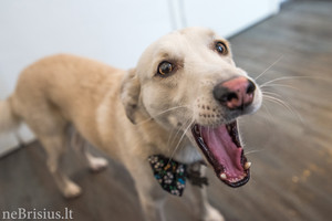 Dovanojo šunį mamai, bet viskas pasisuko netikėta linkme