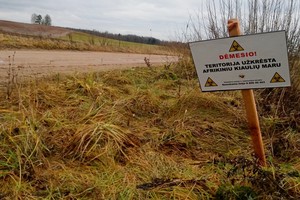 Afrikinis kiaulių maras, nusiaubęs Lietuvą ir kaimynes, įsitaisė ilgam