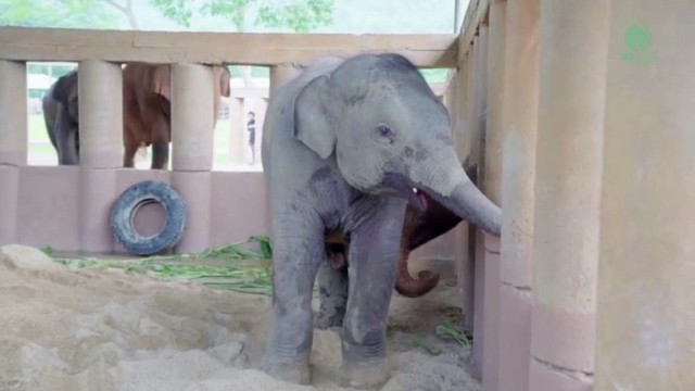 Sušildys širdį: pamatykite, kaip drambliai pasitinka į prieglaudą atvykusį našlaitį