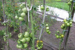 Išmokau teisingai laistyti pomidorus ir nuo tada jų derlius padvigubėjo