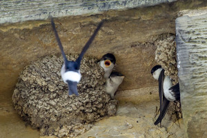 Išrinktas Lietuvos metų paukštis: vieni myli, kiti – nekenčia