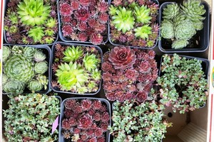 Trys išmoktos kapų priežiūros taisyklės man labai palengvino gyvenimą  