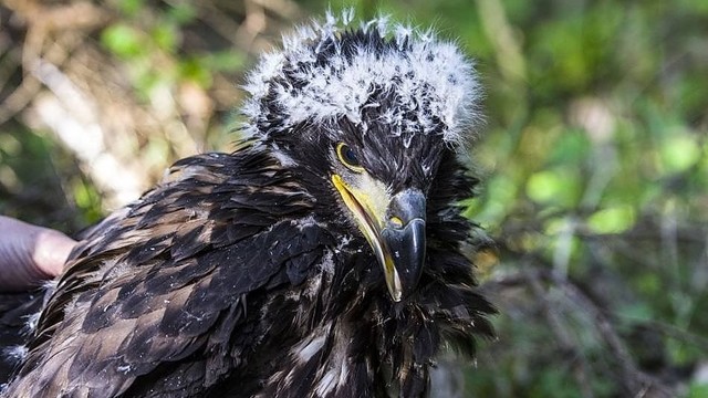 Ornitologai Kuršių Nerijoje aptiko tikrą lobį