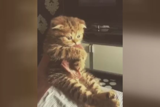 Šis vos kelių savaičių katinėlis dėl savo poelgio tapo interneto žvaigžde