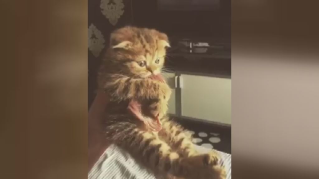 Šis vos kelių savaičių katinėlis dėl savo poelgio tapo interneto žvaigžde