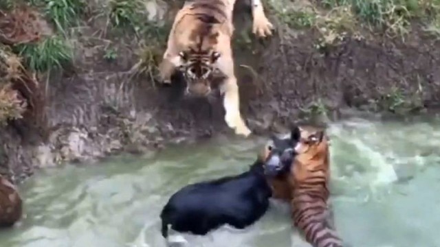Zoologijos sodas stebina žiaurumu: tigrams sušėrė gyvą asilą