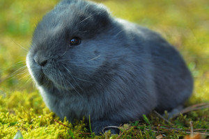 Neįprastai žiaurus elgesys su triušiais įsiutino šveicarus