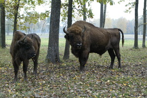 Kaktomuša dėl stumbrų – vieni nori juos iššaudyti, kiti kelia ant pjedestalo 