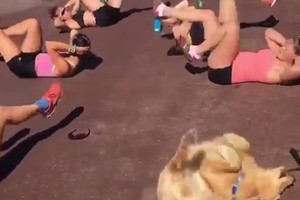 Merginos darė aerobiką. Staiga pribėgo šuo ir nusprendė prisijungti