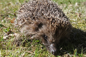 Niekuo dėtą ežį užmušusiam paaugliui – baudžiamoji byla
