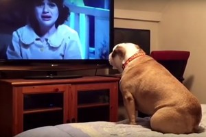 Šuo žiūrėjo siaubo filmą. Jūs turite pamatyti jo reakciją į baisiausią sceną