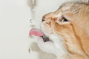 10 priežasčių, kodėl katės nemėgsta lakti iš savo indelių